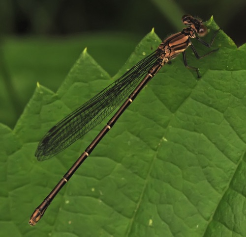 female
19 June 2014  Rusk, WI